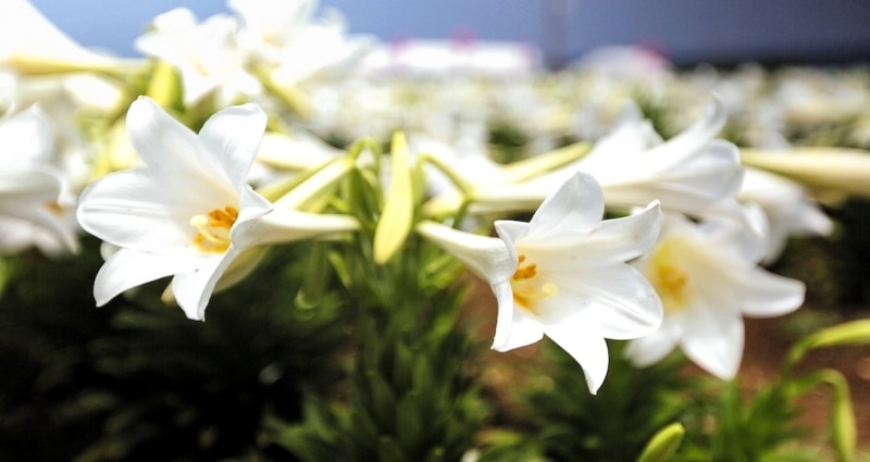 IE Island Lily Festival