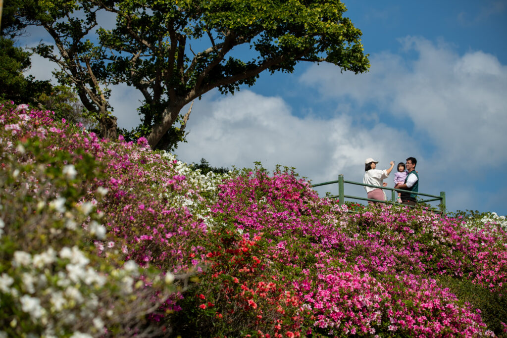 Brilliantly colored azalea bushes blooming in Higashi Villageโs Tsutsuji Park.