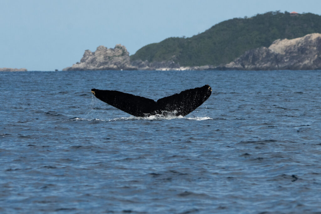 Book a whale watching trip with Kadena Information, Tickets and Travel (ITT), today!
