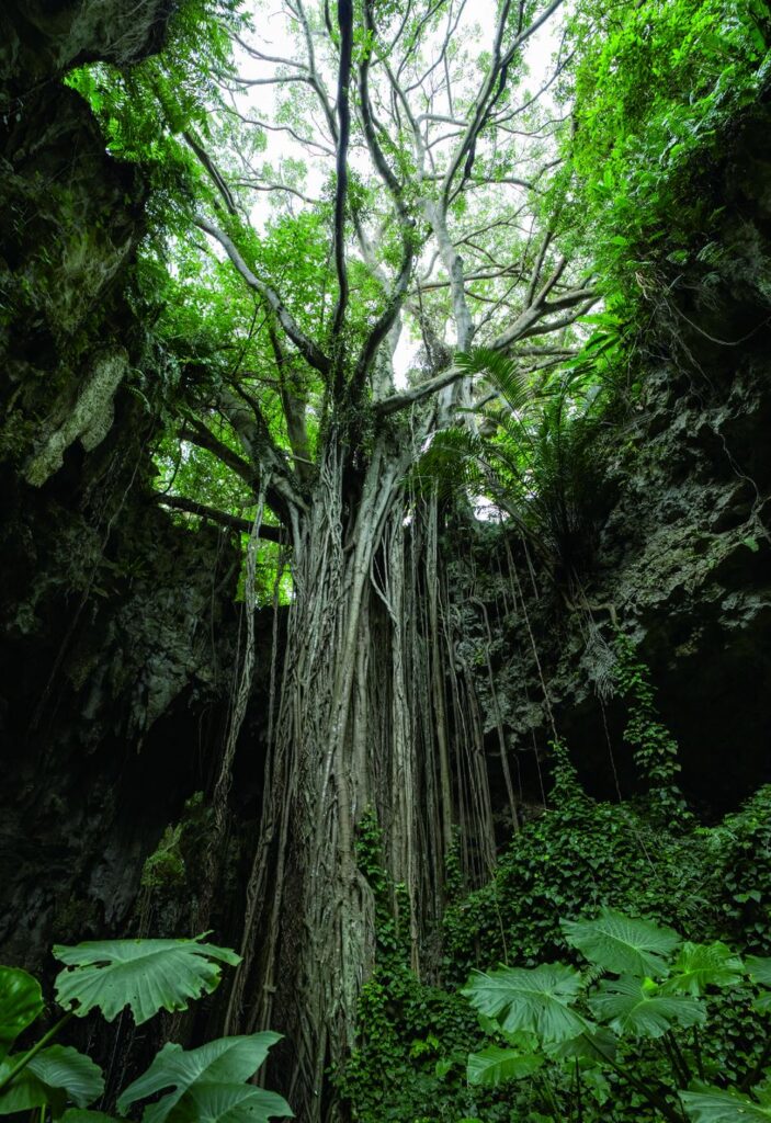 Valley Of Gangala For Okinawa Cultural Corner