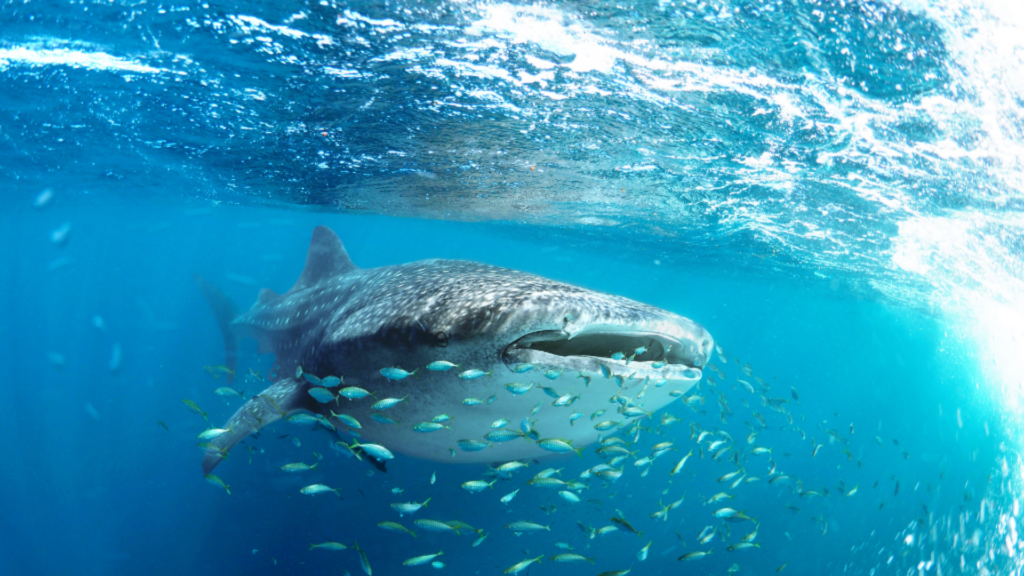 Image advertising for Snorkeling with Whale Sharks with Outdoor Recreation.