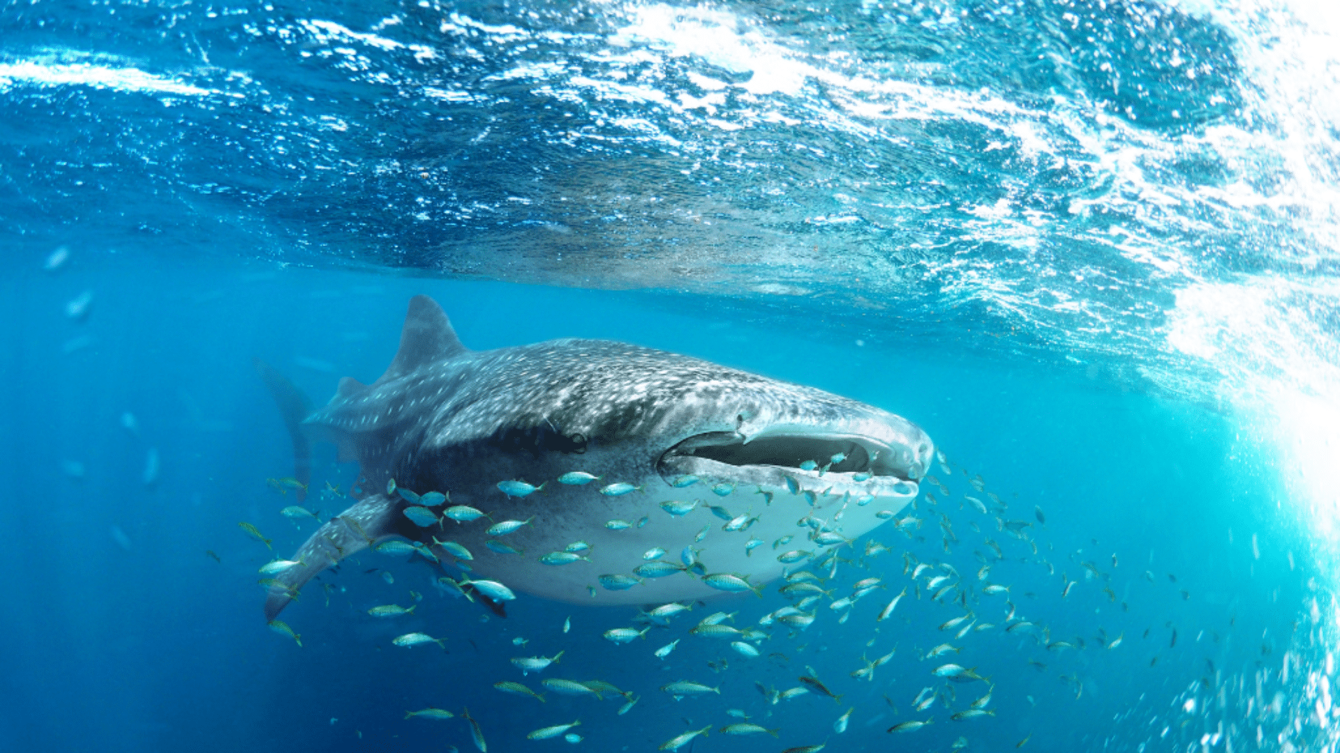 Image advertising for Snorkeling with Whale Sharks with Outdoor Recreation.