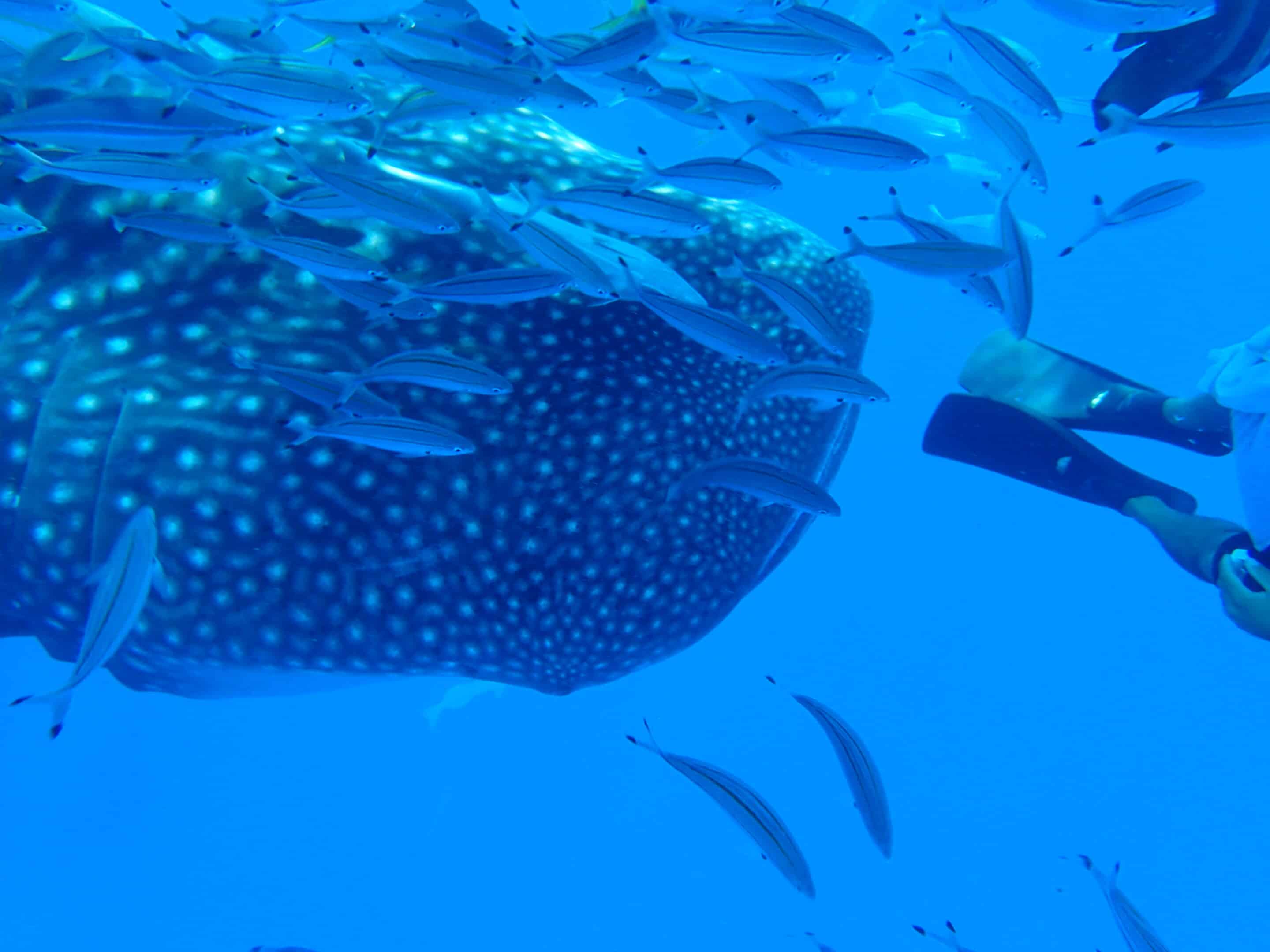 Join Outdoor Recreation for snorkeling with whale sharks