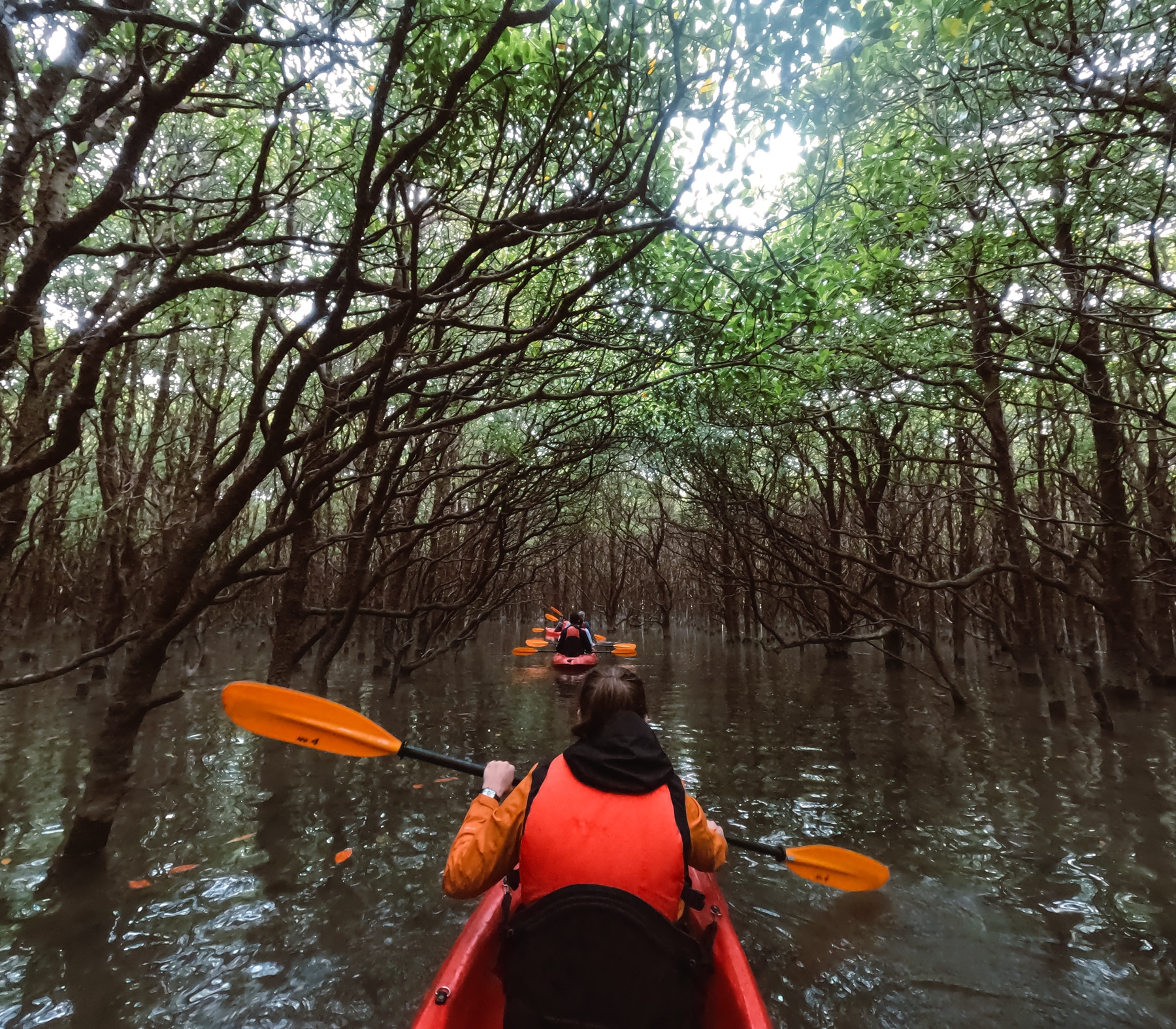 Outdoor Recreation hosting Mangrove Kayaking