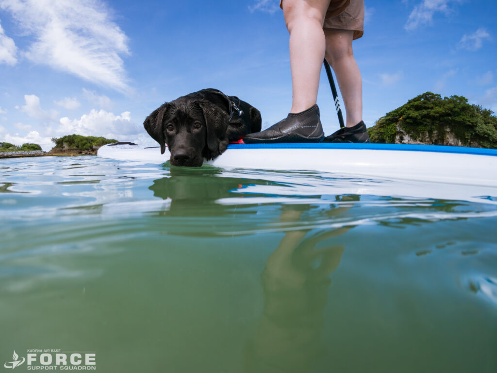 Join Outdoor Recreation and participate in pups and paddle boards with your furry companion.