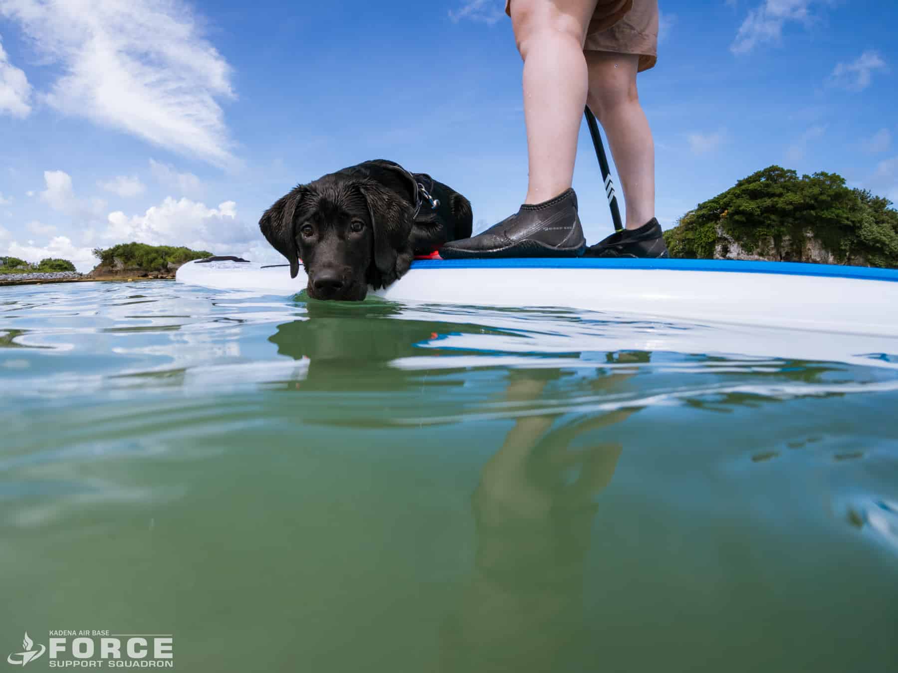 Join Outdoor Recreation and participate in pups and paddle boards with your furry companion.
