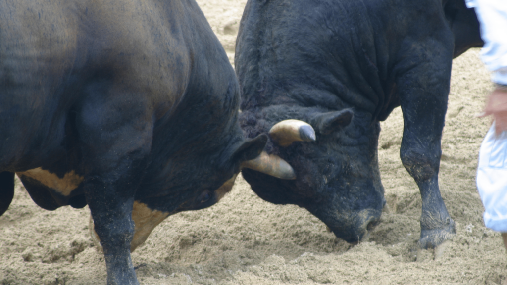 Two black bulls locking horns in sandy arena.
