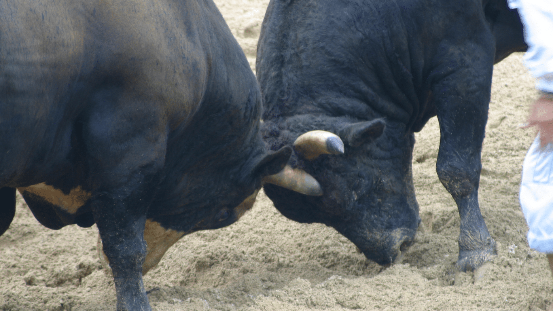 Two black bulls locking horns in sandy arena.